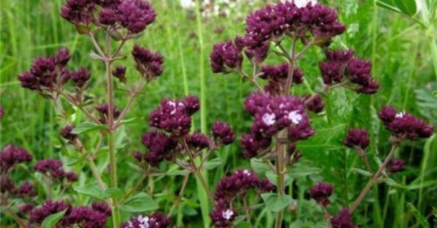 Она в 70 лет не ходит к врачам! Она просто пьёт этот чай 3 раза в неделю!