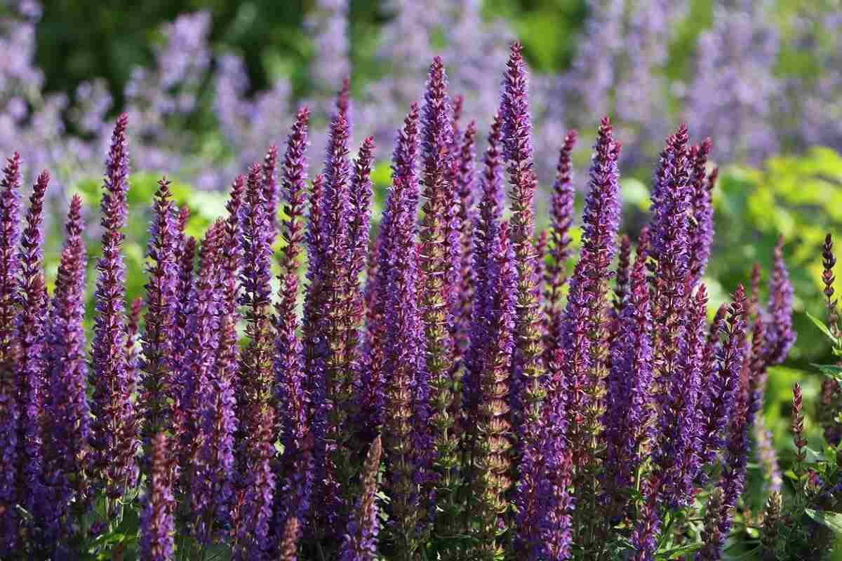 7 растений-очистителей: убивают в легких вирусы и бактерии