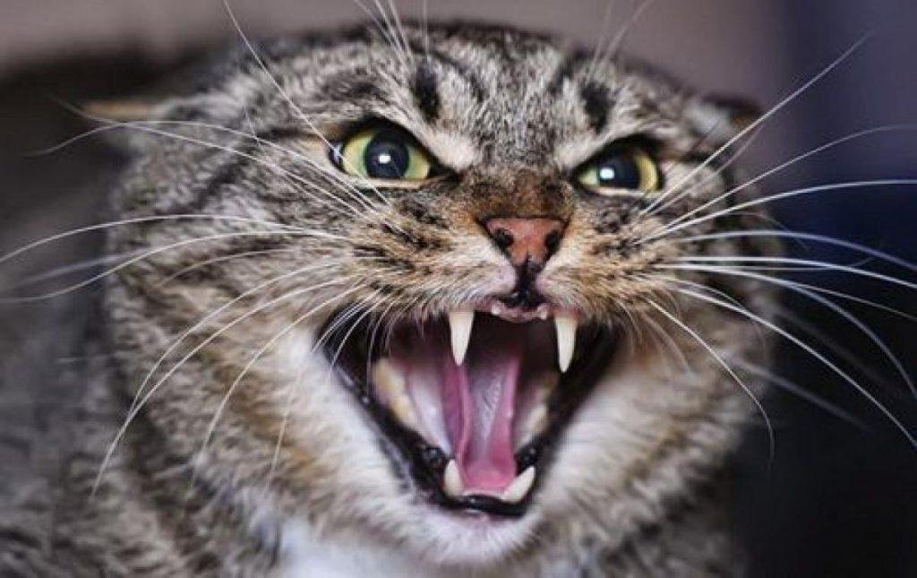 Купила кота, чтобы с ним разговаривать, а он переплюнул даже меня