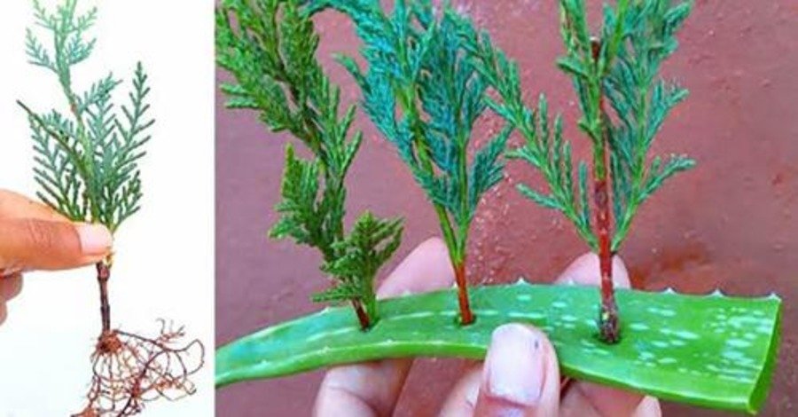 Как размножить кипарис и тую: отличный способ, чтобы укоренить черенок