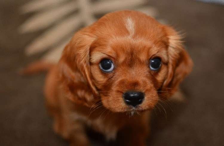 Как понять, что от вас хочет собака по ее действиям