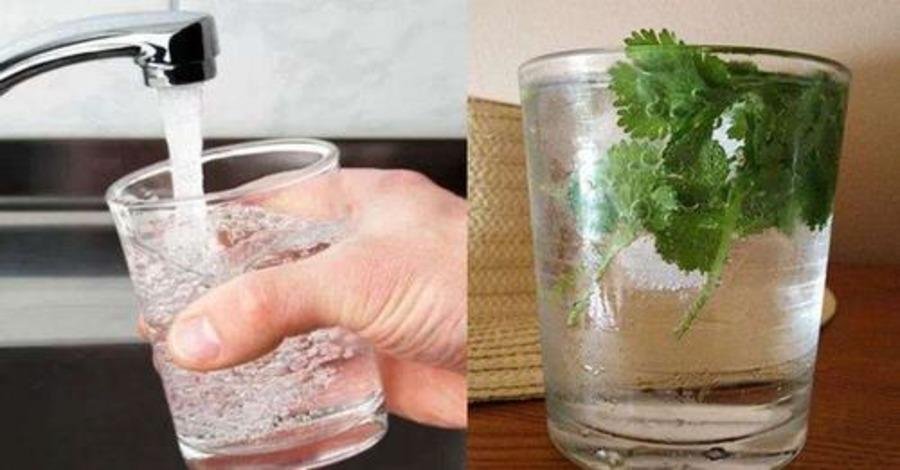 Вот как можно быстро и просто очистить водопроводную воду от тяжелых металлов, используя только листья этого растения!