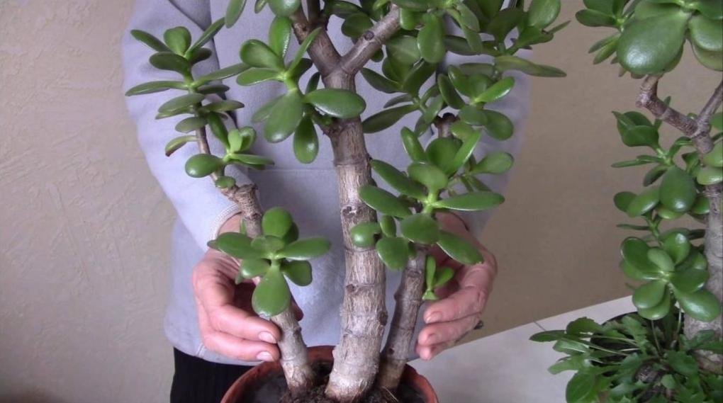 Как можно использовать толстянку, чтобы справиться со своими болезнями?