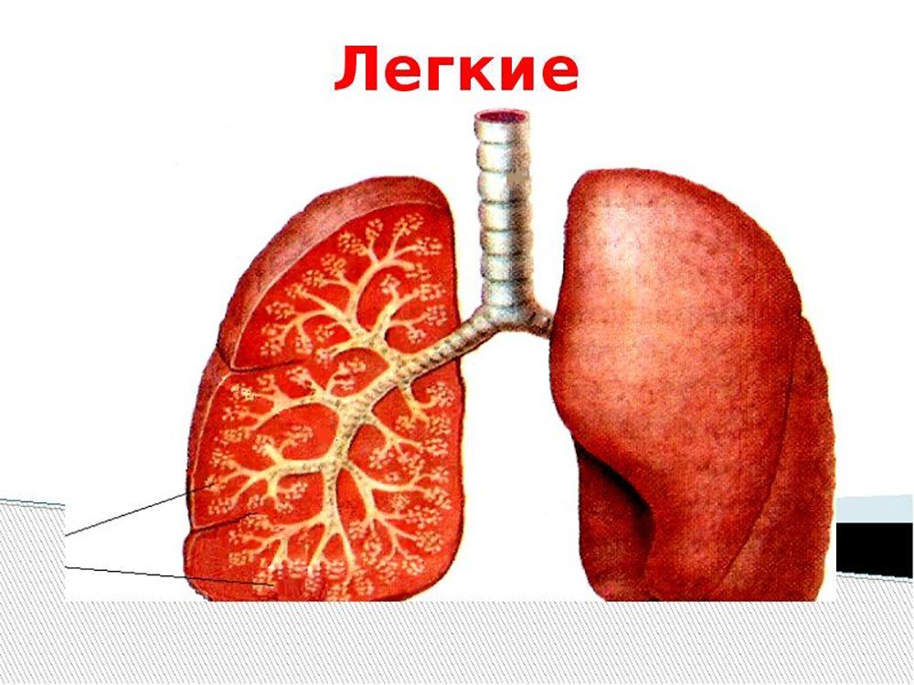 Как избавиться от слизи в легких и бронхах (подсмотрено у бабушек в деревне)