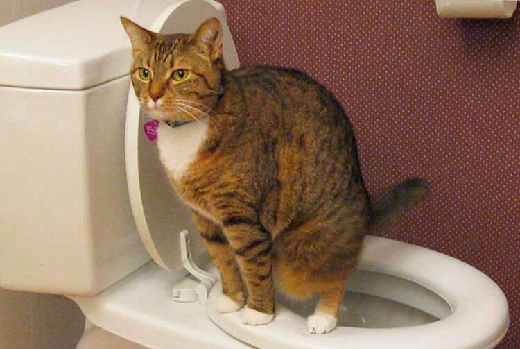 Как научить кота ходить в унитаз: простые советы, которые работают