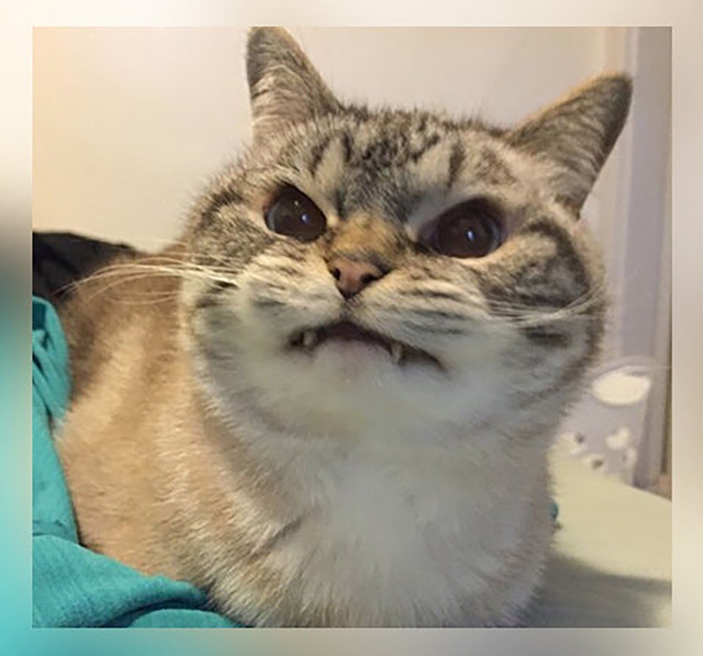 10 фото-доказательств того, что котов лучше кормить вовремя