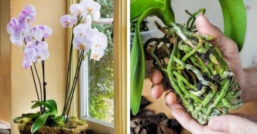 Три копеечных препарата, которые спасут орхидею и помогут ей нарастить корни