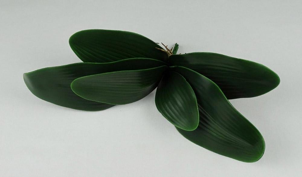 Вот как укоренить любой лист орхидеи, чтобы получить новый цветок