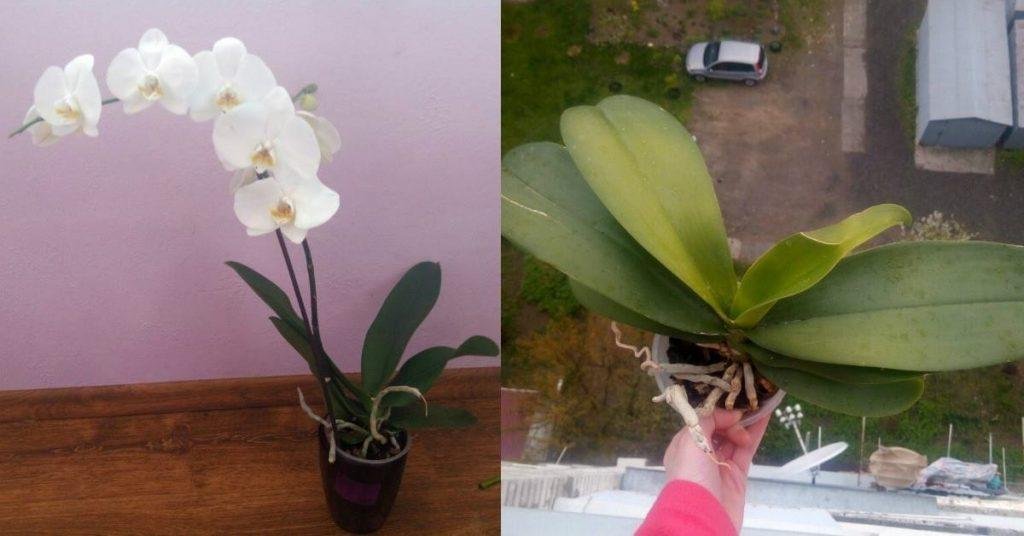 ВОТ ПОЧЕМУ Я НЕМЕДЛЕННО ИЗБАВИЛАСЬ ОТ ОРХИДЕИ! МОГУТ ВОЗНИКНУТЬ ПРОБЛЕМЫ…