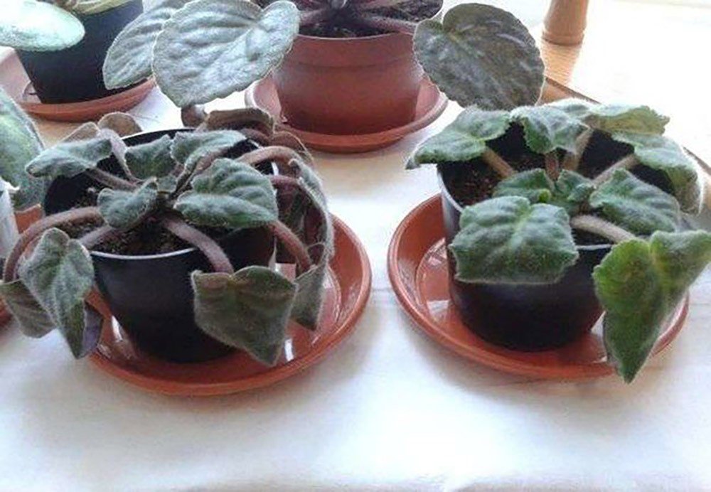 Если у фиалки вянут листья, этот способ спасет ее даже в самый последний момент