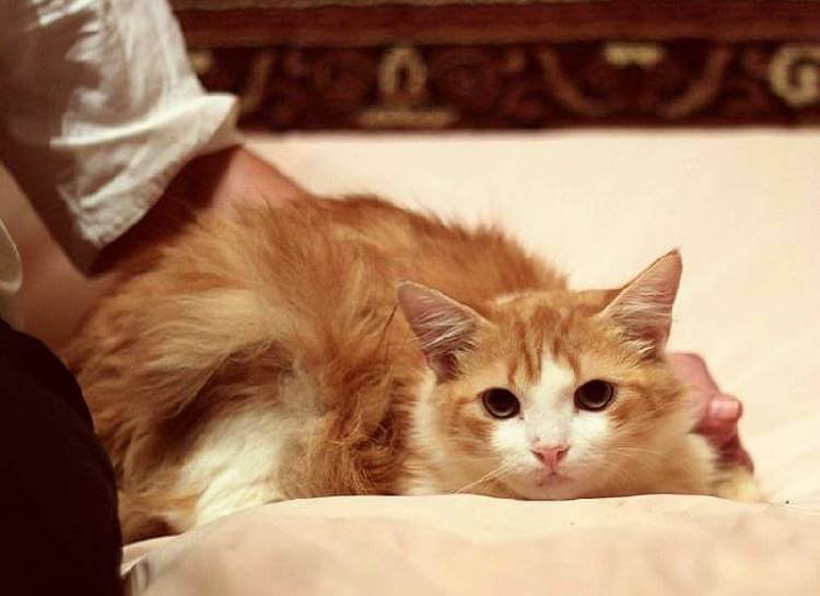 Коты разбираются в людях лучше нас. И вот доказательство!