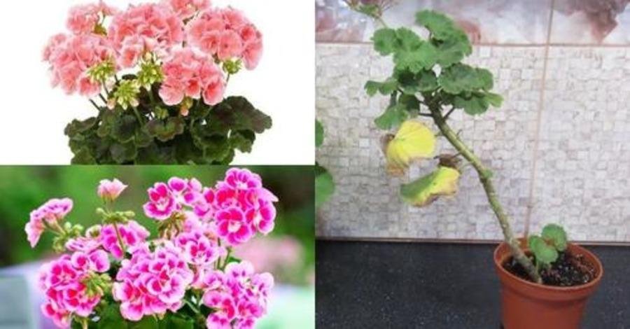 Не выбрасывайте облысевшую герань: из неё можно вырастить роскошный куст и не один