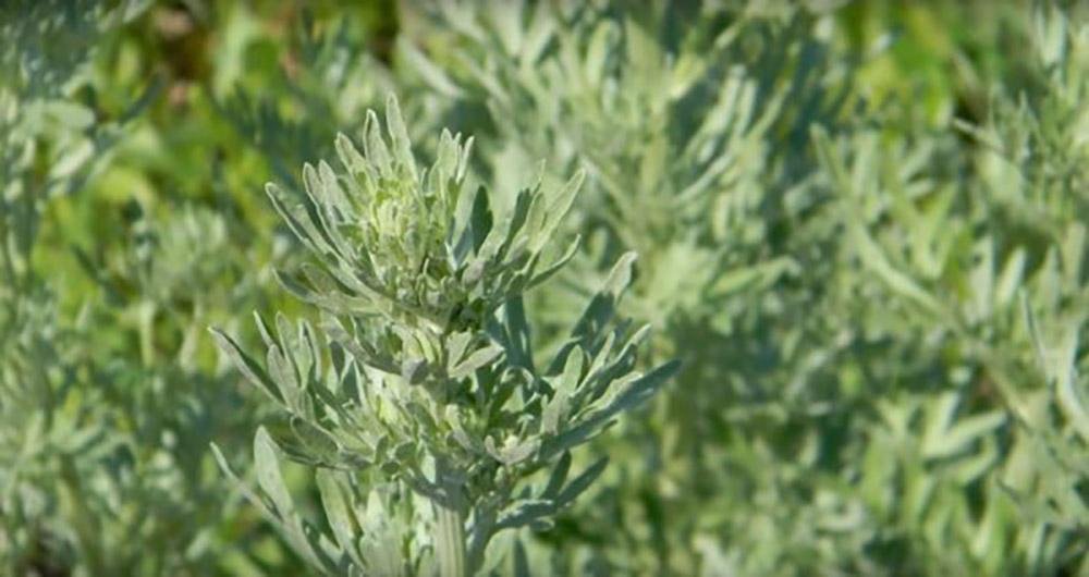 «Растение, уничтожающее рак с метастазами!» Оно всегда было под ногами.