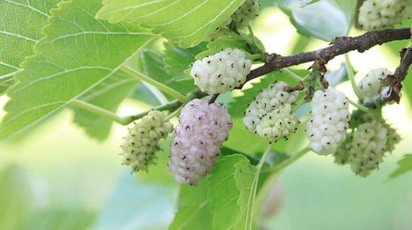 Доказано, что это растение лечит опухоли и сахарный диабет! Попробуйте и убедитесь сами!