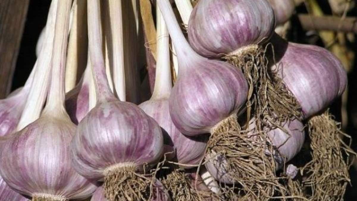 Для чего огородники связывают чеснок в узел на экваторе лета