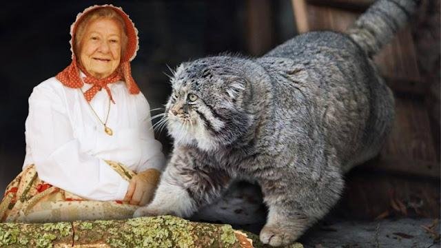 Бабушка приютила котенка, не догадываясь, что это опаснейший хищник – и однажды его час настал