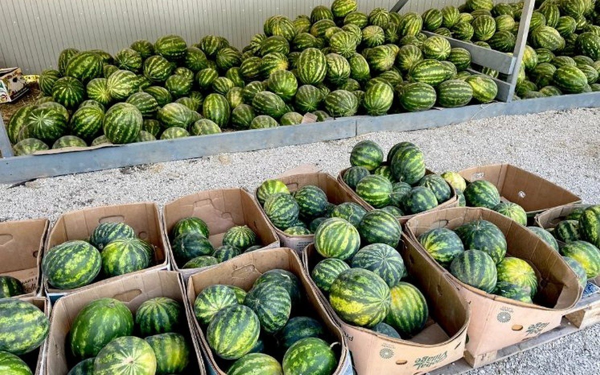 Вчера купил на пробу 2 арбуза и проверил их на нитраты: показываю результаты