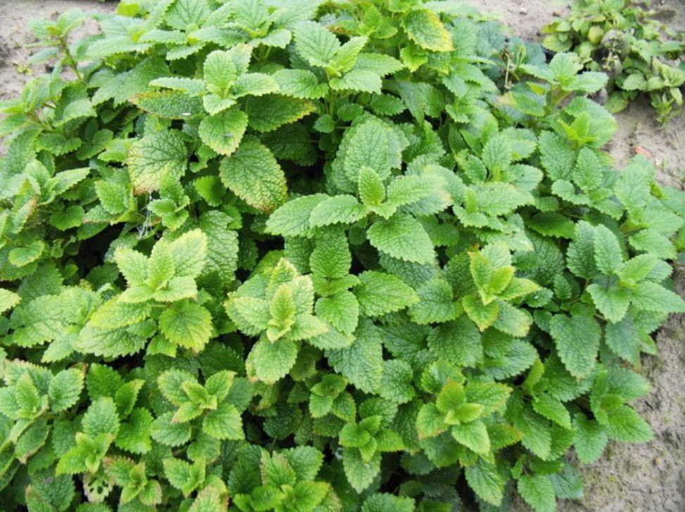 Хочу поделиться опытом ус­ми­рения бессонницы: теперь сплю по 7-8 часов , не просыпаясь!